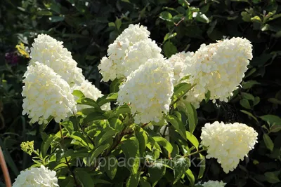 Гортензия метельчатая (Hydrangea paniculata `Polar Bear`) - Гортензия  метельчатая - Кустарники - Каталог - LESKOVO-PITOMNIK.ru