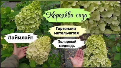 Метельчатая гортензия «Полярный медведь»