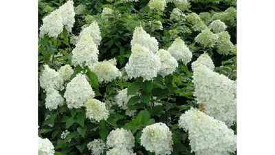 Гортензия метельчатая Полярный медведь (Hydrangea paniculata Polar Bear)  C10L;40-50 BE – Ваш сад