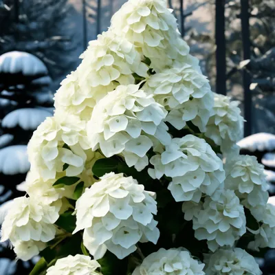 Вергунова Ольга on Instagram: \"Гортензия метельчатая Полярный медведь на  штамбе-косичка . Высота 1,2-1,3 м. Полярный медведь может похвастаться  самыми плотными и крупными соцветиями .Они сразу белоснежные и лишь в конце  цветения с