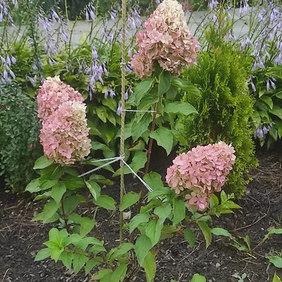 HYDRANGEA PANICULATA 'POLAR BEAR', ГОРТЕНЗИЯ МЕТЕЛЬЧАТАЯ 'ПОЛАР БЕР' -  YouTube