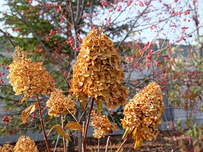 Гортензия метельчатая Геркулес (Hydrangea paniculata) , гортензии ,  гортензия - Экзотик Флора