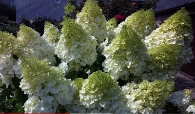 Гортензия Полярный Медведь. #hydrangea #hydrangeablossom #garden #gardening  #гортензии #метельчатыегортензии #сад #дизай… | Дизайн сада, Гортензия, Полярный  медведь