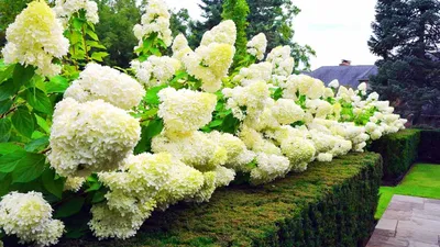 Гортензия Полярный медведь (Hydrangea paniculata Polar Bear)