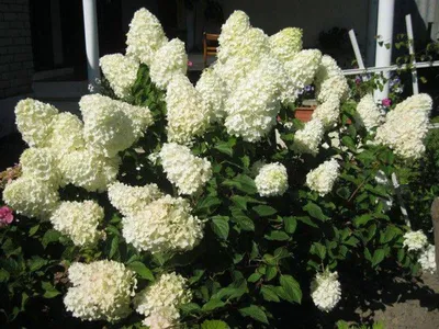 Гортензия метельчатая Полярный Медведь Hydrangea paniculata `Polar Bear` -  YouTube