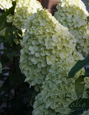 Гортензия метельчатая Полярный медведь (Hydrangea paniculata Polar Bear) -  Сад удачи, интернет-магазин садовых растений