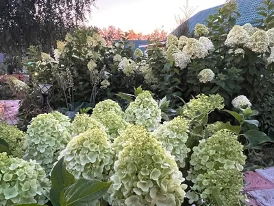 Гортензия метельчатая (Hydrangea paniculata `Polar Bear`) - Гортензия  метельчатая - Кустарники - Каталог - LESKOVO-PITOMNIK.ru