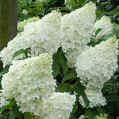 Гортензия метельчатая (Hydrangea paniculata `Polar Bear`) - Гортензия  метельчатая - Кустарники - Каталог - LESKOVO-PITOMNIK.ru