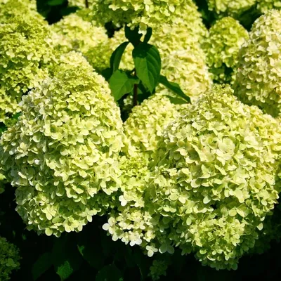 Гортензия метельчатая Полярный медведь (Hydrangea paniculata Polar Bear)  C10L;40-50 BE – Ваш сад