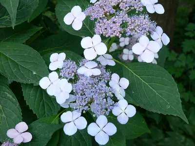 Купить Гортензия пильчатая Блюберд Hydrangea serrata Bluebird - в питомнике  Флорини