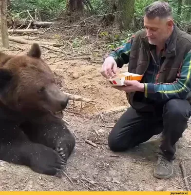 ВОТ ДЕРЬМО, МЕДВЕДЬ! НАДО ПРИТВОРИТЬСЯ МЕРТВЫМ! ТАКОГО ЛИЗДЕЦА КАК СЕГОДЯ,  Я НИКОГДА НЕ ВИДЕА... / Комиксы Cyanide and happiness (Цианистый калий и  счастье) :: Смешные комиксы (веб-комиксы с юмором и их переводы) /