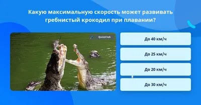 Это Нильский крокодил !!! - Пензенский Океанариум