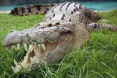 Файл:Crocodile jumping for meat, Adelaide River, Australia.jpg — Википедия