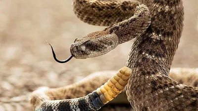 Гремучая змея фото