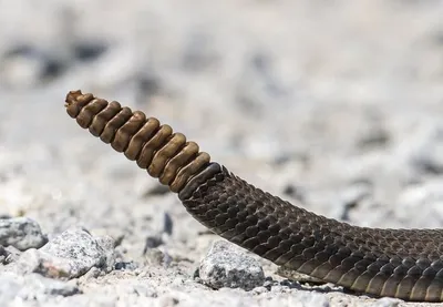 Гремучая змея rattle snake,night,…» — создано в Шедевруме