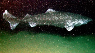 Гренландская акула фото