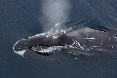Гренландский кит фото