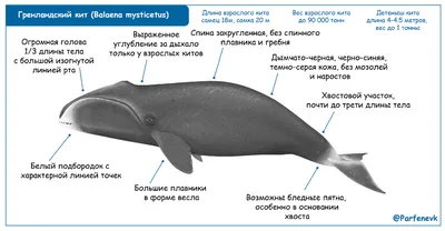 200 тонн костей и плоти. Ученые нашли кандидата в самые тяжелые животные в  истории Земли - BBC News Русская служба