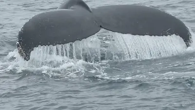 Спине Большим Гренландский Кит В Гренландии Море — стоковые фотографии и  другие картинки Гренландский кит - Гренландский кит, 2015, Арктика - iStock