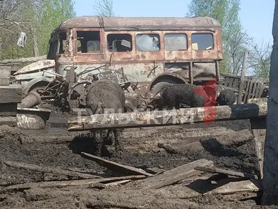 Свиньи в грязи стоковое изображение. изображение насчитывающей  млекопитающее - 28896133