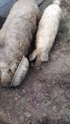 На частном подворье под Узловой свиньи утопают в грязи, а люди задыхаются  от вони - Новости Тулы и области - 1tulatv