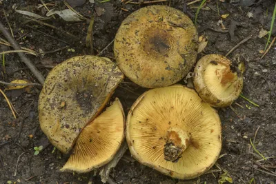 Свинушка тонкая (Paxillus involutus) - грибы России