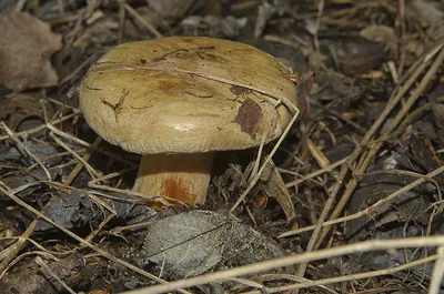 Первые грибы! 🍄 Гриб СВИНУШКА в народе... - Танюша Самобаева | Facebook