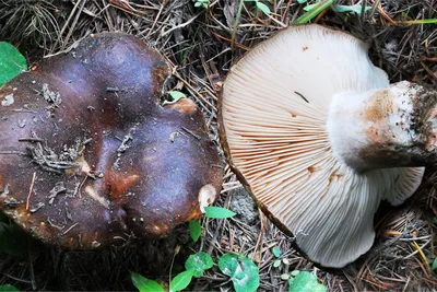 MacroID.RU - Свинушка тонкая - Paxillus involutus