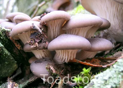 Свинушка тонкая (Paxillus involutus) - грибы России