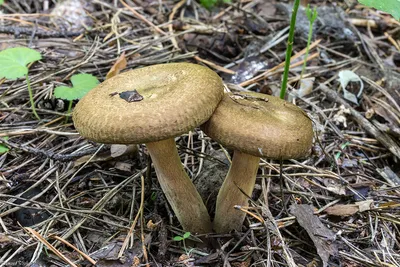 Pleurotus ostreatus, Вешенка устричная