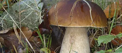 Свинушка тонкая (Paxillus involutus) – Грибы Сибири