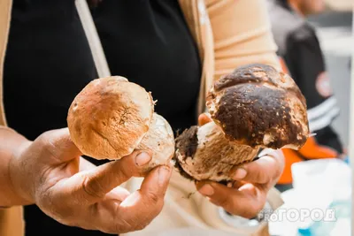 Свинушка ольховая (лат. Paxillus rubicundulus)