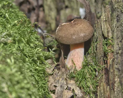 Свинушка тонкая (Paxillus involutus) фото и описание