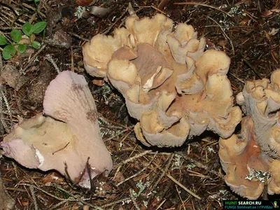 Свинушка тонкая (лат. Paxillus involutus)