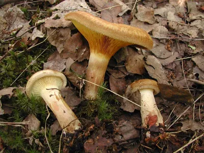 Вячеслав Степанов: Грибы Калужской области - Свинушка тонкая (Paxillus  involutus)