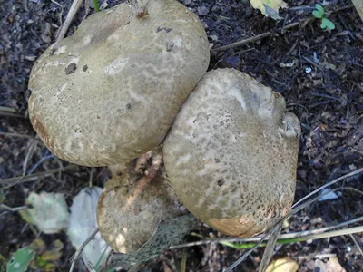 Свинушка тонкая (Paxillus involutus) - грибы России