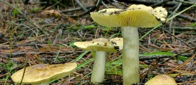 Pleurotus ostreatus, Вешенка устричная