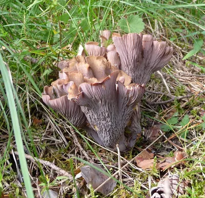 Гомфус булавовидный (Gomphus clavatus) - Picture Mushroom