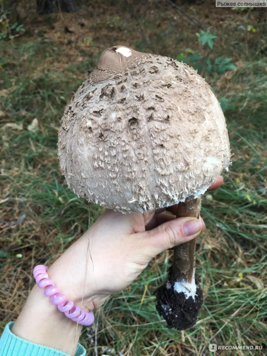гриб зонтик съедобный фото и описание