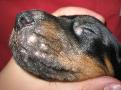 Грибковый дерматит у собак (27 фото)