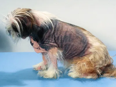 Грибковый дерматит у собак (27 фото)