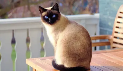 Атопический дерматит кошек - статьи о ветеринарии «Свой Доктор»