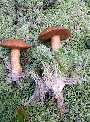 Корни грибов, где они находятся. Показываю как растет основное тело гриба |  Cergey Paramonov | Дзен