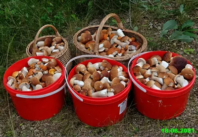 Съедобные грибы, которые в России почти никто не собирает. 4 вида грибов  для корзины грибника | грибной критик | Дзен