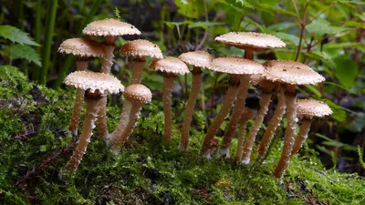 Грибов картинка #405886 - Много маленьких грибов в лесу - обои для рабочего  стола, картинки, фото - скачать