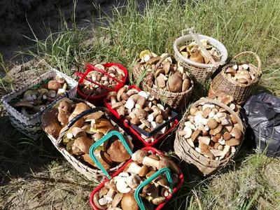 Съедобные грибы, которые в России почти никто не собирает. 4 вида грибов  для корзины грибника | грибной критик | Дзен