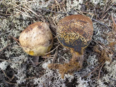 В Коми ученые-биологи ежегодно находят несколько десятков новых грибов |  Комиинформ