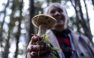 Дума ввела уголовную ответственность за сбор редких растений и грибов — РБК
