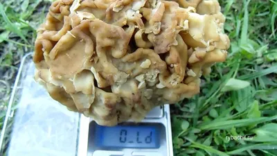 Грибы вес.Вес свежих грибов.Вес сухих грибов. | Рыбачил.ru