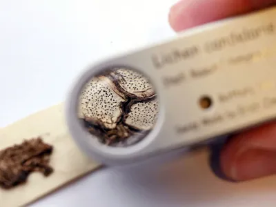 Десятки тысяч грибов из музея естественной истории доступны онлайн
